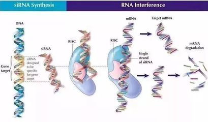 細胞技術引領護膚革命 安全到可以吃的面膜，讓色斑無所遁形